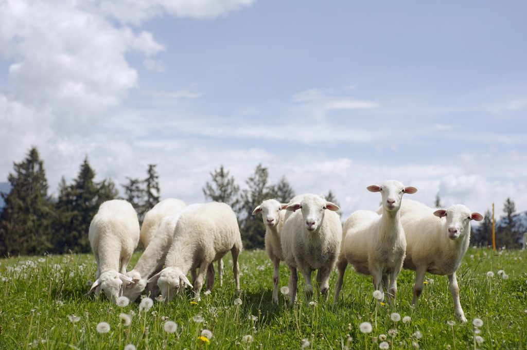 Initier les élèves à la notion de Label Rouge avec l'Agneau Fermier du Quercy