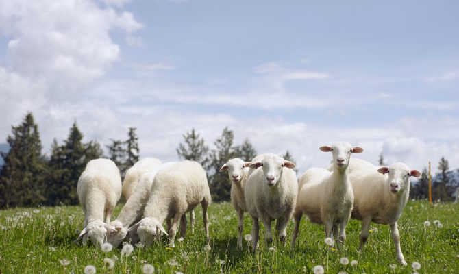 Initier les élèves à la notion de Label Rouge avec l'Agneau Fermier du Quercy